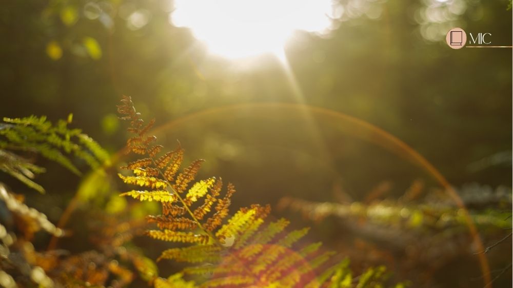 foto desfocada de uma plantinha na floresta